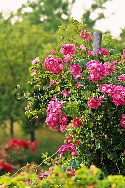 391043 - Wichuraiana rose (Rosa American Pillar)