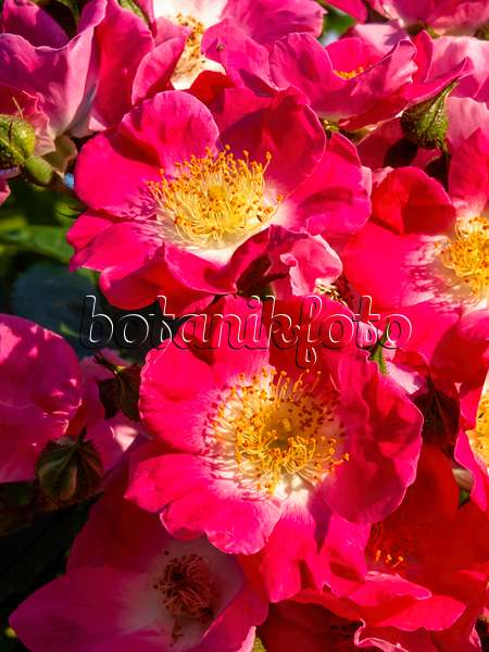438311 - Wichuraiana rose (Rosa American Pillar)