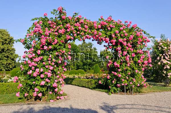 485202 - Wichuraiana rose (Rosa American Pillar)