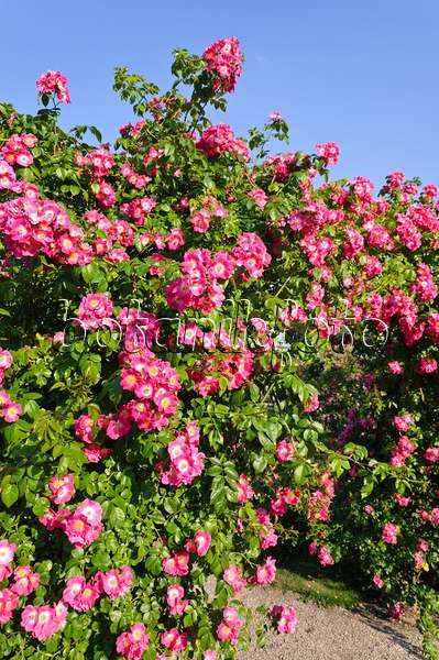 485203 - Wichuraiana rose (Rosa American Pillar)