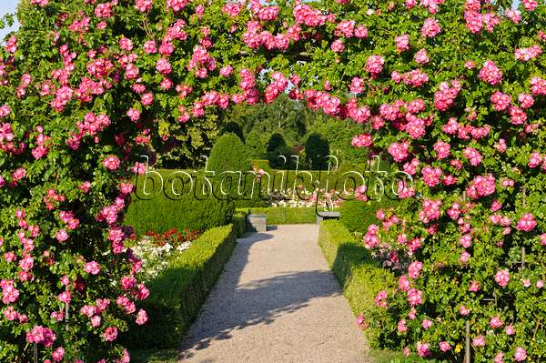 485208 - Wichuraiana rose (Rosa American Pillar)