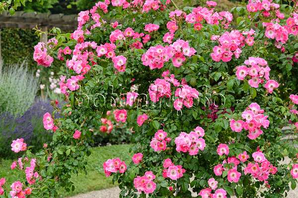 521474 - Wichuraiana rose (Rosa American Pillar)
