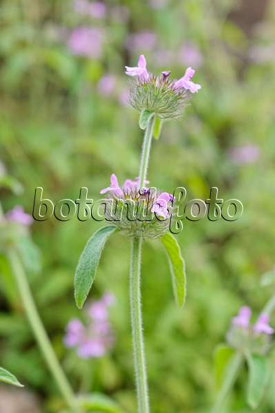485178 - Wild basil (Clinopodium vulgare syn. Satureja vulgaris)