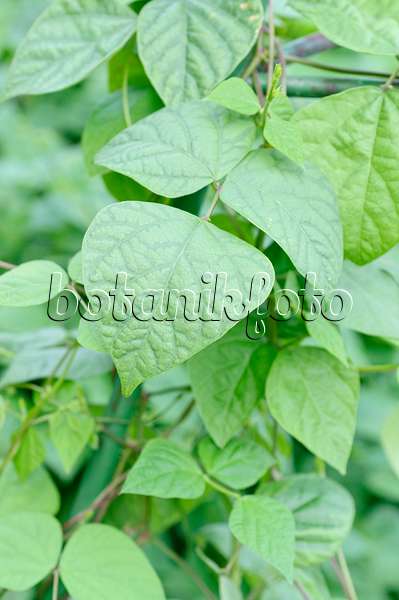 486131 - Wild bean (Phaseolus aborigineus)