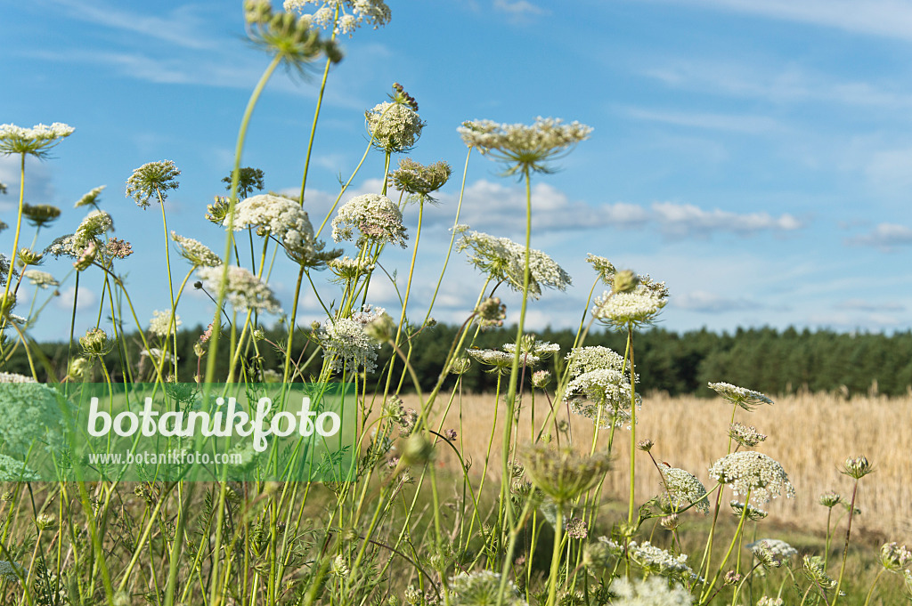 510127 - Wild carrot (Daucus carota)