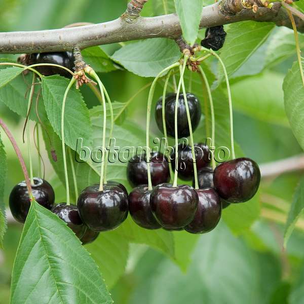 535357 - Wild cherry (Prunus avium 'Annabella')