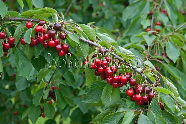 502337 - Wild cherry (Prunus avium 'Bianca')