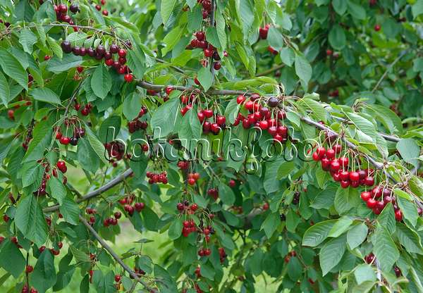502338 - Wild cherry (Prunus avium 'Bianca')