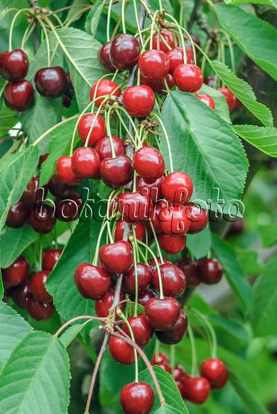 558186 - Wild cherry (Prunus avium 'Bianca')