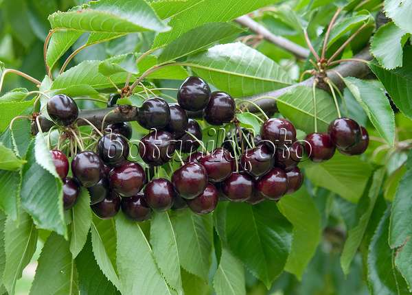 535358 - Wild cherry (Prunus avium 'Bing')