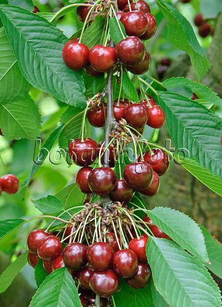 502341 - Wild cherry (Prunus avium 'Cainiola')