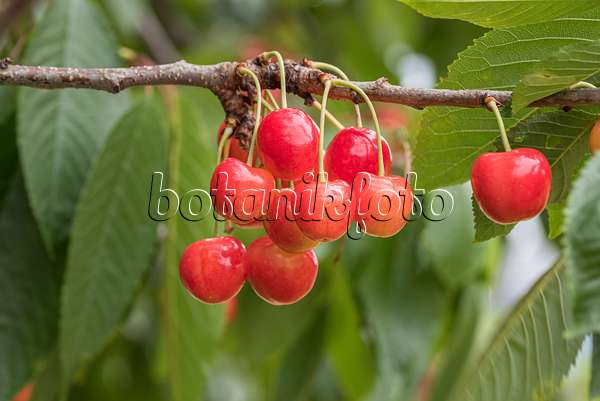 638202 - Wild cherry (Prunus avium 'Große Prinzessinkirsche')