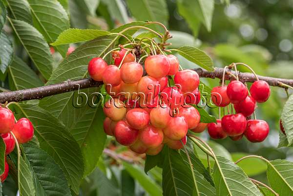 638203 - Wild cherry (Prunus avium 'Große Prinzessinkirsche')