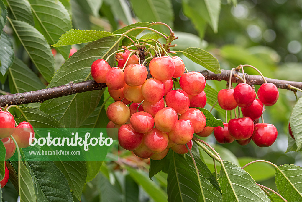 638203 - Wild cherry (Prunus avium 'Große Prinzessinkirsche')