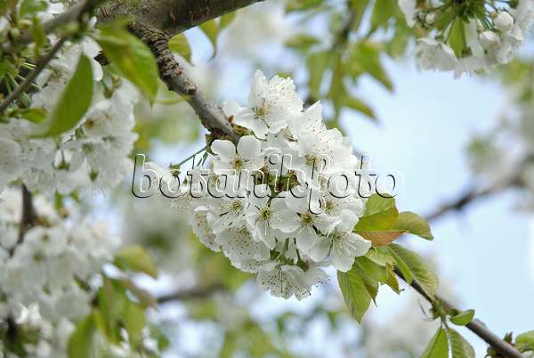 547233 - Wild cherry (Prunus avium 'Hedelfinger Riesenkirsche')