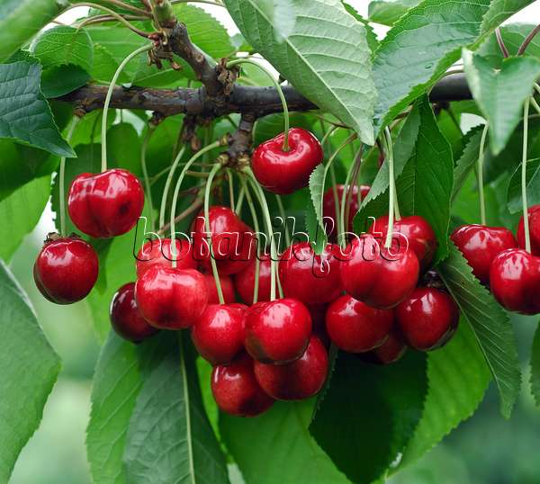 454051 - Wild cherry (Prunus avium 'Hudson')