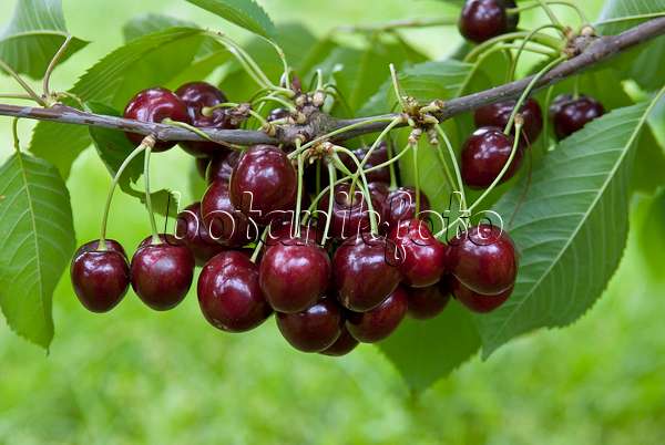 502345 - Wild cherry (Prunus avium 'Kanada')