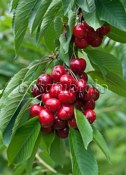 502346 - Wild cherry (Prunus avium 'Lapins')