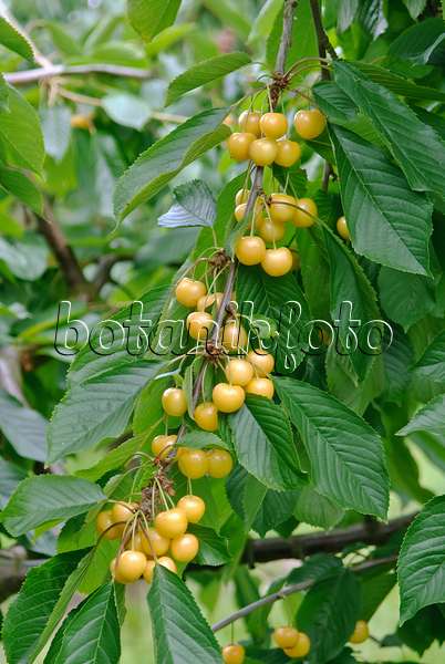 502347 - Wild cherry (Prunus avium 'Najella')