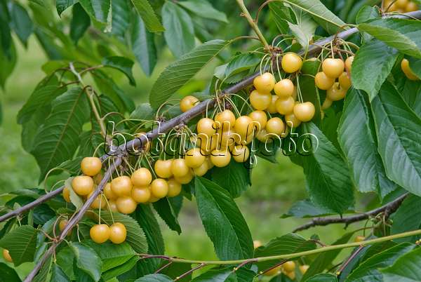 502348 - Wild cherry (Prunus avium 'Najella')