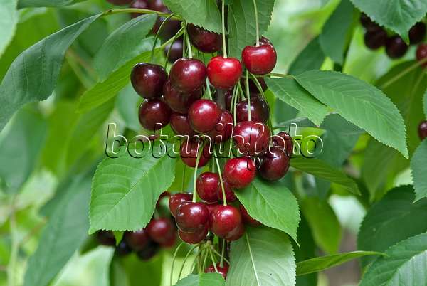 502349 - Wild cherry (Prunus avium 'Namati')