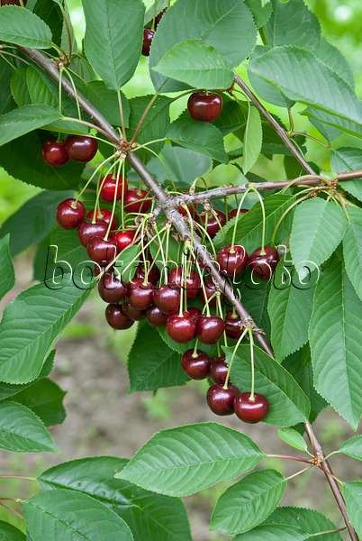 502350 - Wild cherry (Prunus avium 'Namati')