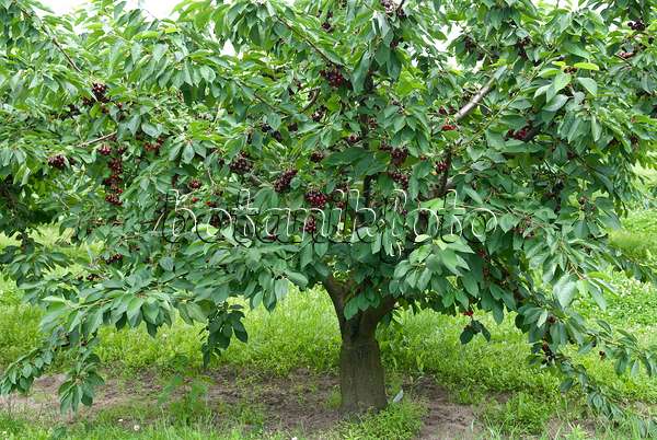 502351 - Wild cherry (Prunus avium 'Namati')
