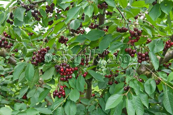 502352 - Wild cherry (Prunus avium 'Namati')