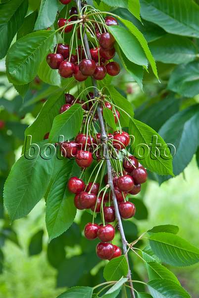 502353 - Wild cherry (Prunus avium 'Namati')
