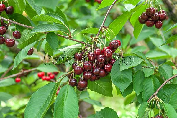 638204 - Wild cherry (Prunus avium 'Namati')