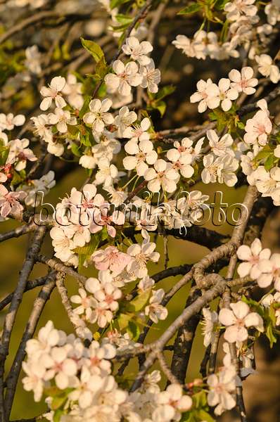 543050 - Wild cherry (Prunus avium 'Pendula')