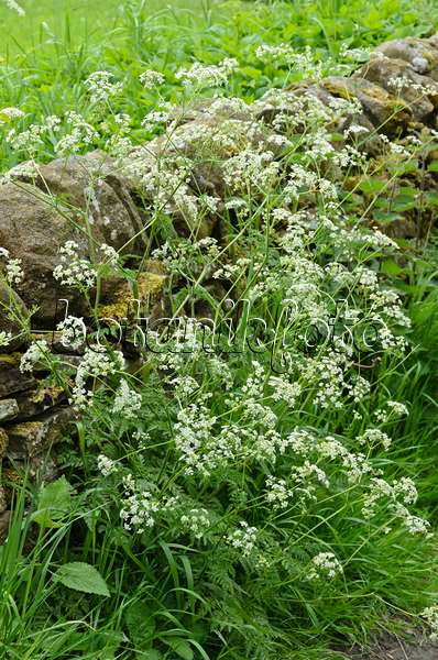 533499 - Wild chervil (Anthriscus sylvestris) at a mossy stone wall