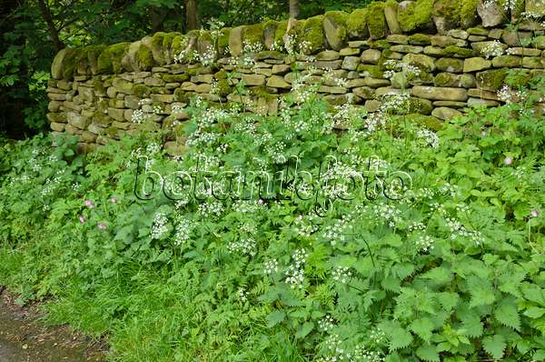 533502 - Wild chervil (Anthriscus sylvestris) and large stinging nettle (Urtica dioica) at a mossy stone wall