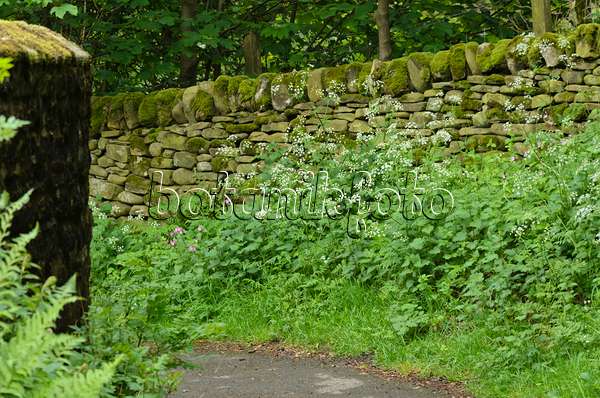 533503 - Wild chervil (Anthriscus sylvestris) and large stinging nettle (Urtica dioica) at a mossy stone wall