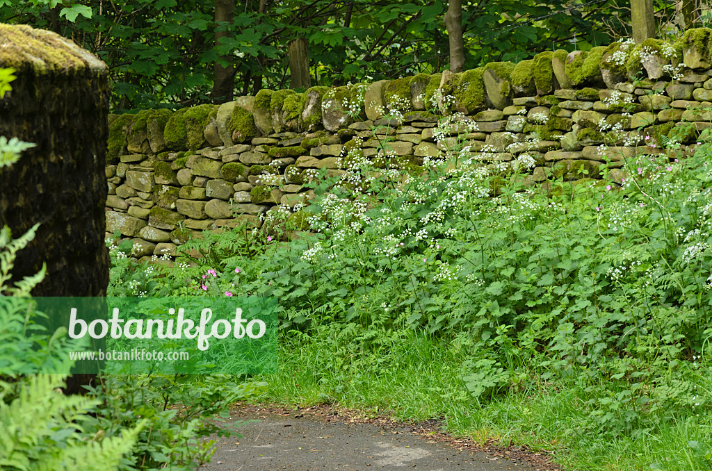 533503 - Wild chervil (Anthriscus sylvestris) and large stinging nettle (Urtica dioica) at a mossy stone wall