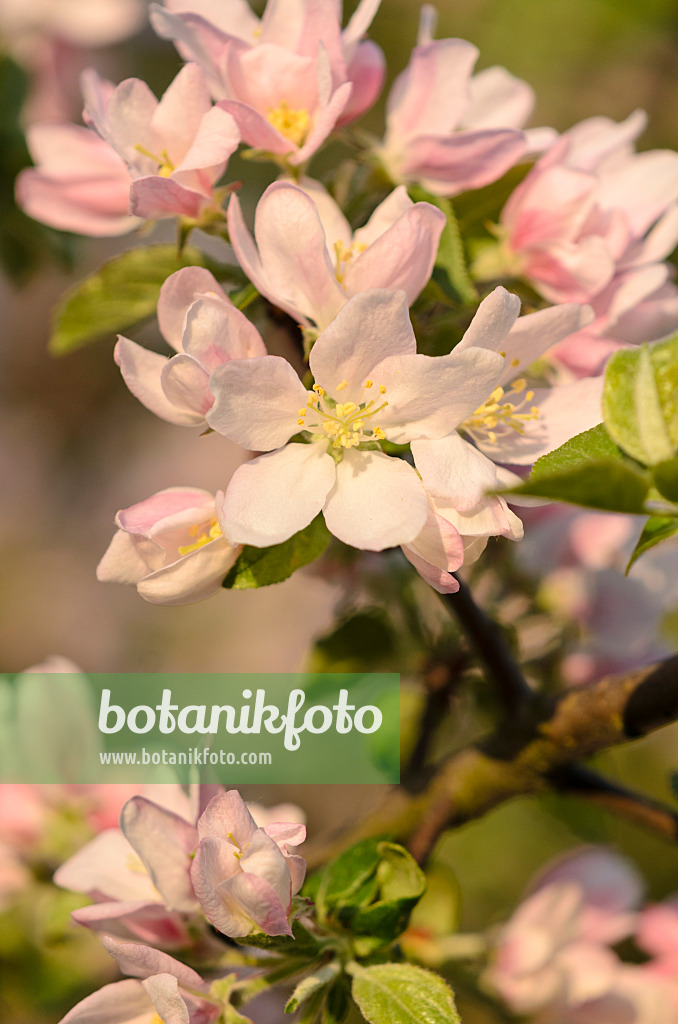 520041 - Wild crab apple (Malus sylvestris subsp. orientalis)