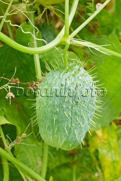 561058 - Wild cucumber (Echinocystis lobata)