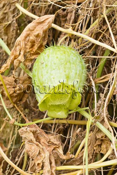 561076 - Wild cucumber (Echinocystis lobata)
