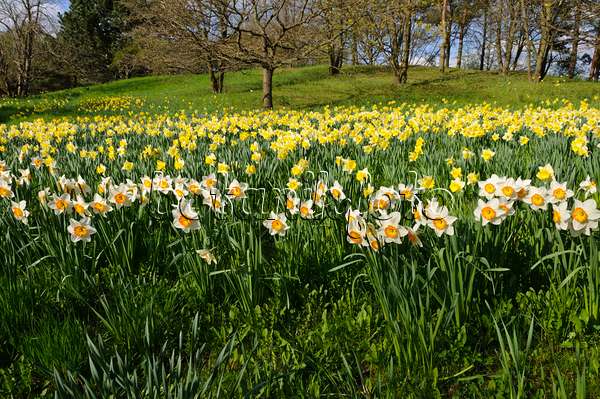 483244 - Wild daffodils (Narcissus pseudonarcissus)