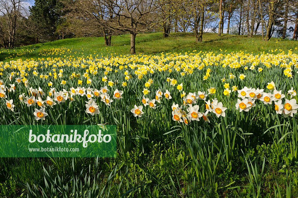 483244 - Wild daffodils (Narcissus pseudonarcissus)