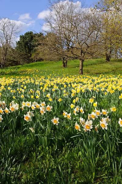 483245 - Wild daffodils (Narcissus pseudonarcissus)