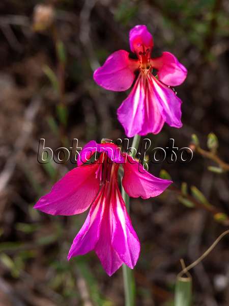 424064 - Wild gladiolus (Gladiolus illyricus)