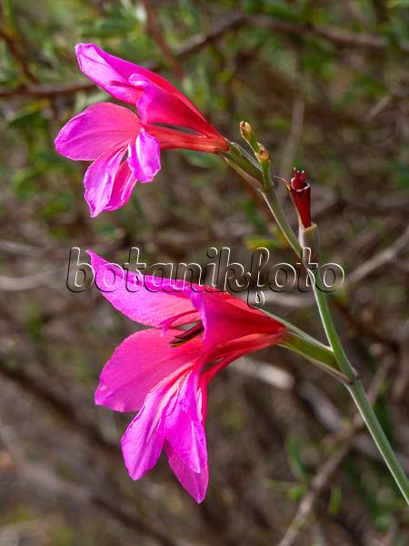 424065 - Wild gladiolus (Gladiolus illyricus)