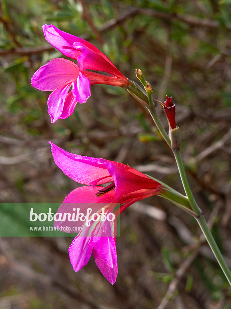 424065 - Wild gladiolus (Gladiolus illyricus)