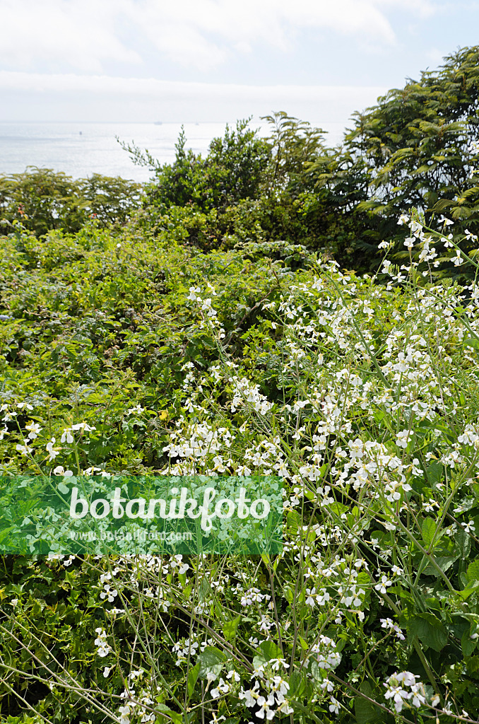 508461 - Wild radish (Raphanus sativus)