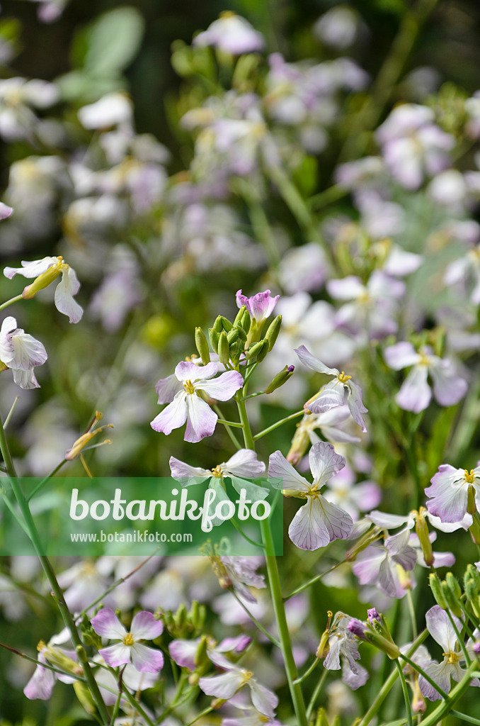 508462 - Wild radish (Raphanus sativus)