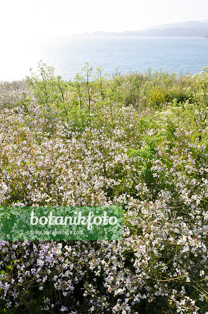 508511 - Wild radish (Raphanus sativus)