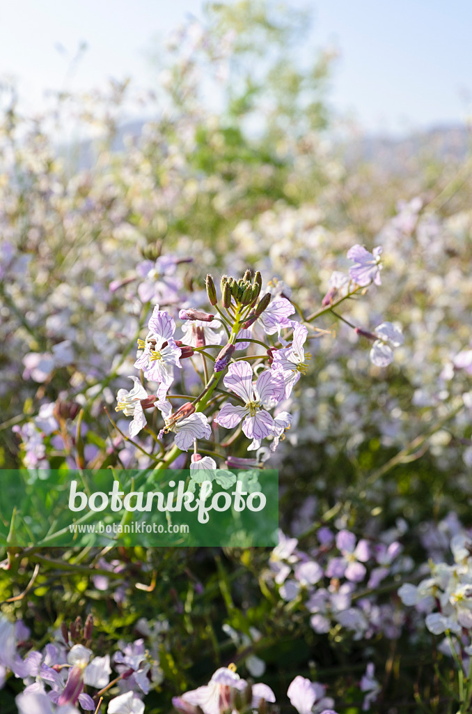 508512 - Wild radish (Raphanus sativus)