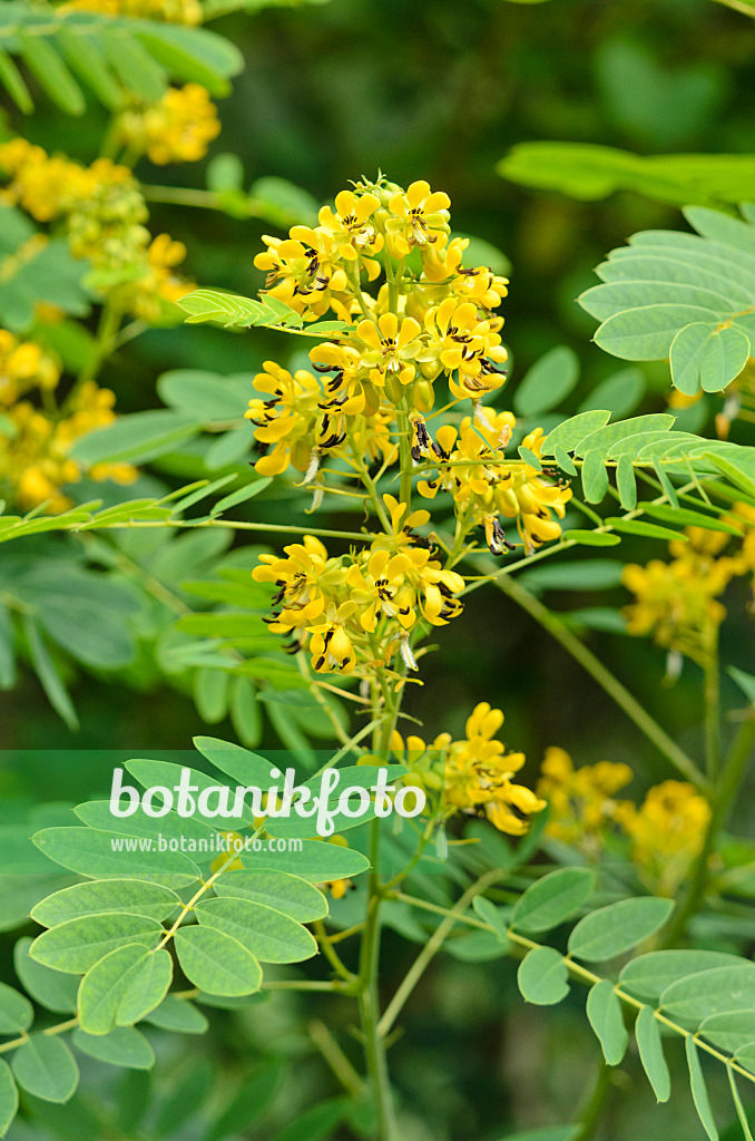 535143 - Wild senna (Senna hebecarpa syn. Cassia hebecarpa)