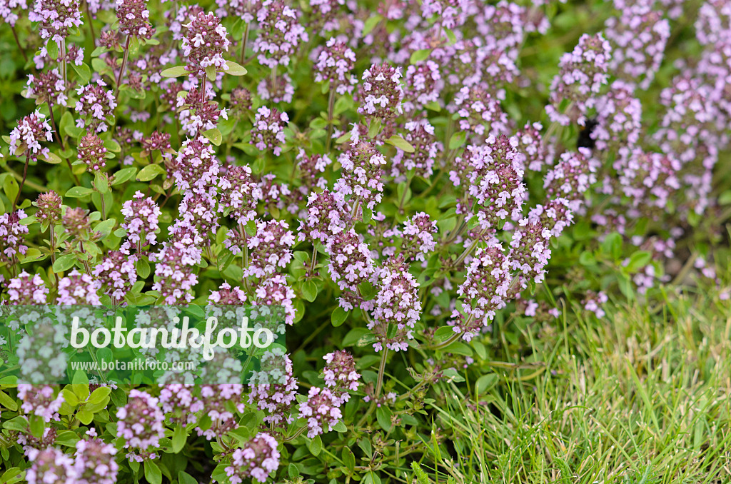 534210 - Wild thyme (Thymus serpyllum)